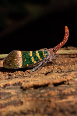 Fulgorid hata anında ağaç. (Pyrops candelaria, Planthopper)