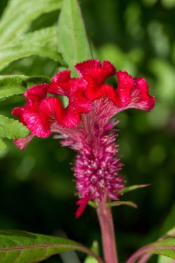 Renkli kırmızı Cockscomb çiçek (Celosia Cristata), yakın.