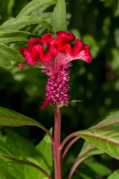 Kolorowy Czerwony Kwiat Zarozumialca Celosia Cristata Zbliżenie — Zdjęcie stockowe