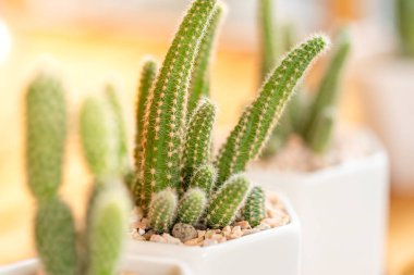 Kaktüs tencere ahşap zemin üzerine kapatın. Vintage renk tonu ve yumuşak odak.