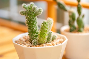 Kaktüs tencere ahşap zemin üzerine kapatın. Vintage renk tonu ve yumuşak odak.