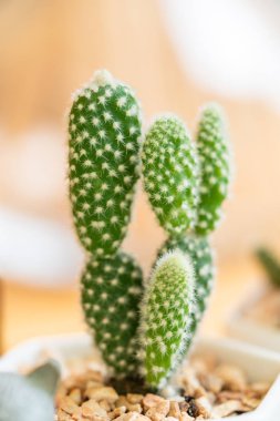 Kaktüs tencere ahşap zemin üzerine kapatın. Vintage renk tonu ve yumuşak odak.