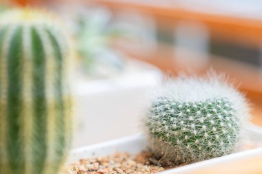 Kaktüs tencere ahşap zemin üzerine kapatın. Vintage renk tonu ve yumuşak odak.