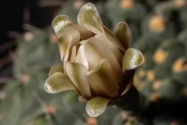 Beautiful Blooming Cactus Flower Macro Closeup Soft Focus — Stock Photo, Image