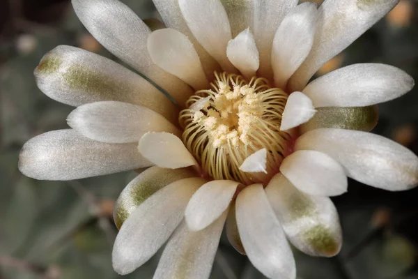 Piękny Kwitnący Kwiat Kaktusa Zbliżenie Makro Nieostrość — Zdjęcie stockowe