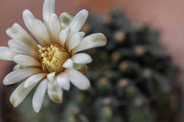 Piękny Kwitnący Kwiat Kaktusa Zbliżenie Makro Nieostrość — Zdjęcie stockowe