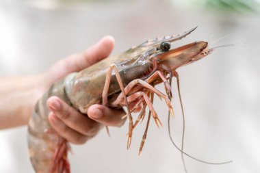 El tutuyorsun karides büyük boyutu, büyük karides elinde, deniz ürünleri.