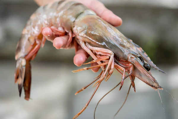 Hand are holding shrimp big size, Big shrimp in hand, Seafood.