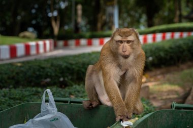 Maymunlar için gıda artıkları yemek için gelen kirli çöp arıyoruz. Kirli çöp yemek yeme maymun.