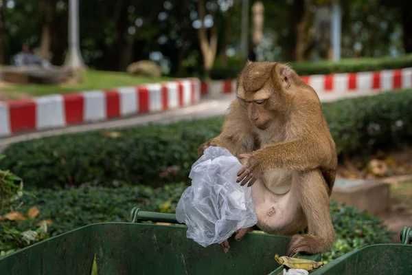 Les Singes Sont Recherche Restes Nourriture Des Ordures Sales Manger — Photo