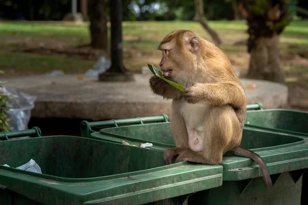 Les Singes Sont Recherche Restes Nourriture Des Ordures Sales Manger — Photo