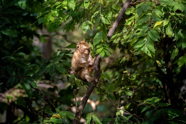 Singe Mignon Sur Arbre Singe Grimpant Arbre — Photo