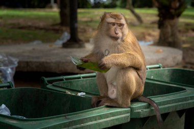 Maymunlar için gıda artıkları yemek için gelen kirli çöp arıyoruz. Kirli çöp yemek yeme maymun.