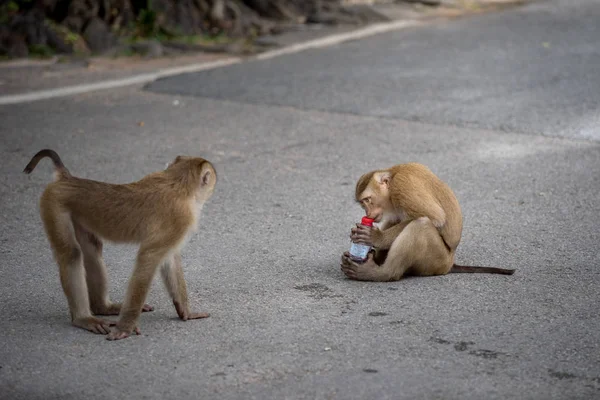 Les Singes Sont Recherche Restes Nourriture Des Ordures Sales Manger — Photo