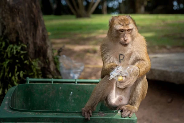 Monkeys are looking for food scraps from dirty trash to eat. Monkey eating food from dirty trash.