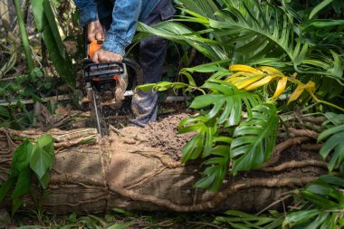Adam testere ile ağaç felling ağaç keser. Ağaç kesme işgal.