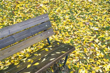 Tezgah parkı sonbahar yaprakları ile