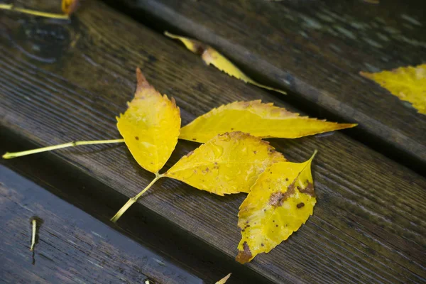 Banc Avec Feuilles Automne Parc — Photo