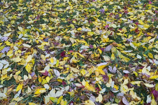 Podzimní Listí Zemi — Stock fotografie