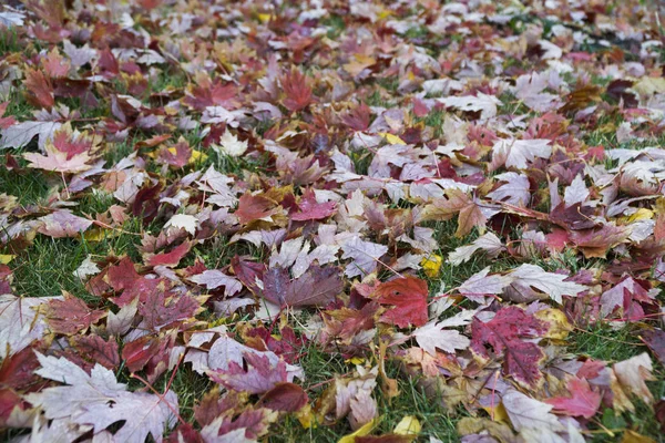 Herfstbladeren Grond — Stockfoto