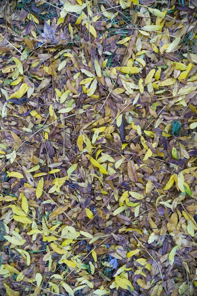 Herbstblätter Boden — Stockfoto