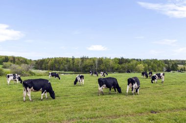 Prince Edward Adası Kanada doğa manzarası