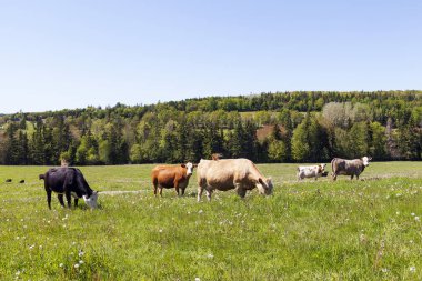Prince Edward Adası Kanada doğa manzarası