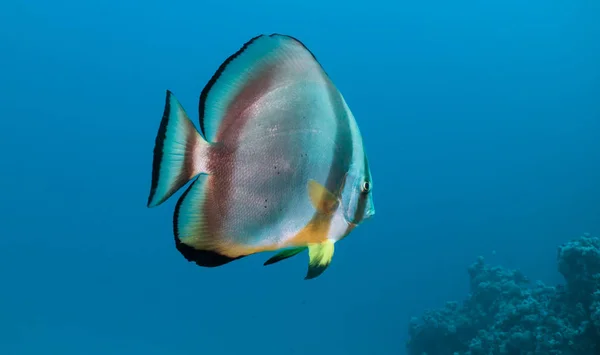 Närbild av en läderlappsfisk — Stockfoto