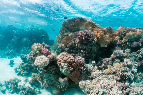 Hermoso arrecife de coral — Foto de Stock