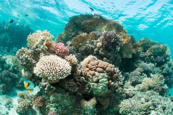 Arrecife de coral en el mar rojo — Foto de Stock