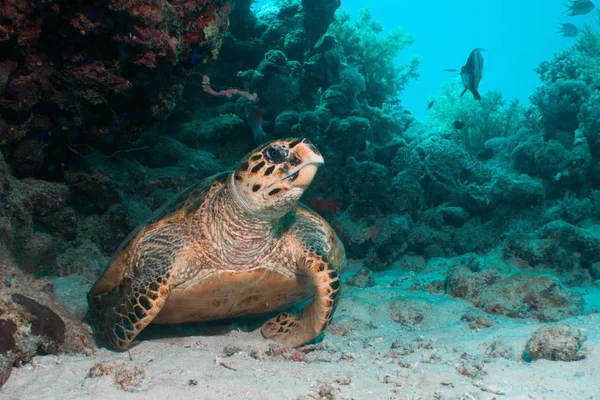 Falkenschildkröte im Roten Meer — Stockfoto