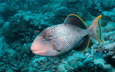 Yellowmargin triggerfish