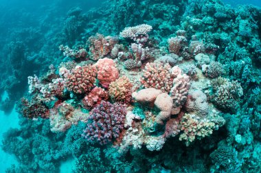 Beatiful corals in the Red Sea