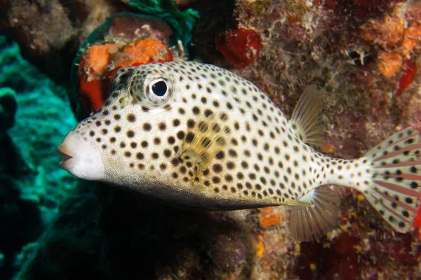 Spottet trunkfish - Stock-foto