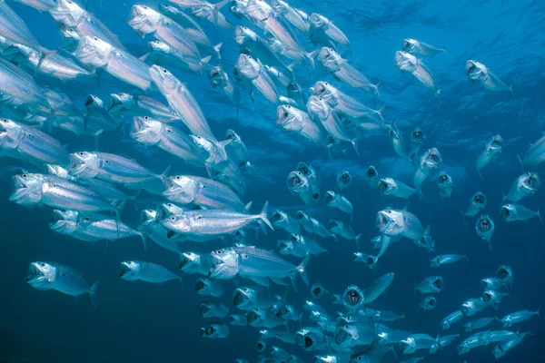 Mackerel school feeding — Stock Photo, Image