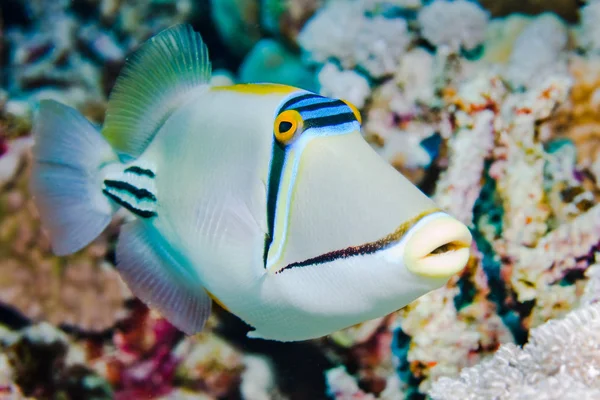 Picasso Triggerfish Stockafbeelding