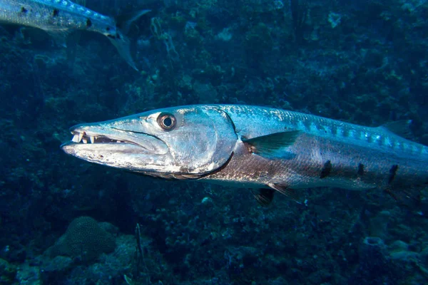 Kæmpestor Barracuda - Stock-foto