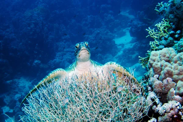 Grüne Schildkröte auf Korallen — Stockfoto