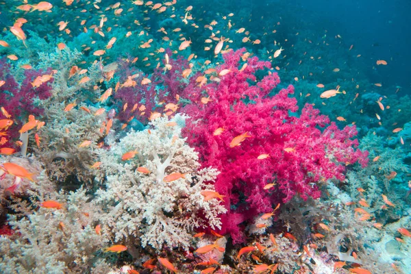 Blažené korály v Rudém moři — Stock fotografie