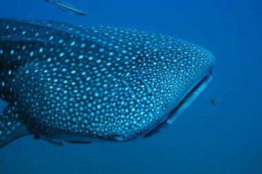 Whaleshark yakın çekim