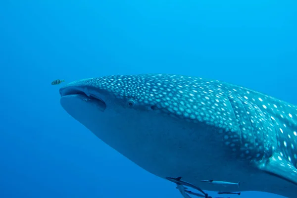 Närbild av whaleshark — Stockfoto