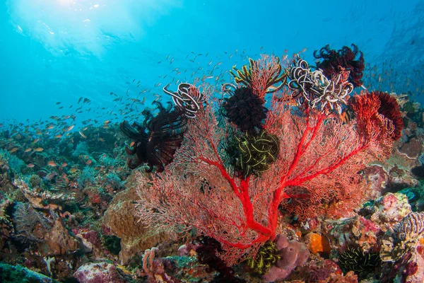 Beautiful coral — Stock Photo, Image