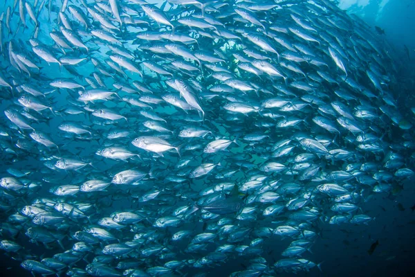 School of Black Jacks — Stock Photo, Image