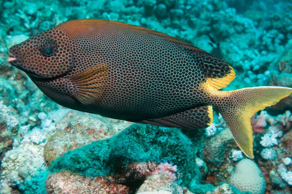 Primo piano di un pesce coniglio Foto Stock