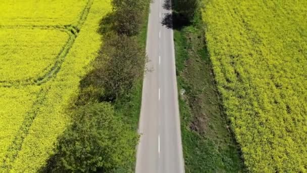 Luchtfoto Van Prachtige Weg Een Geel Veld Met Koolzaad Koolzaad — Stockvideo