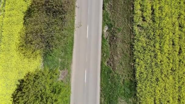 Luftaufnahme Der Straße Zwischen Rapsfeldern Drohne Fliegt Über Die Straße — Stockvideo