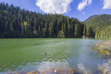 Bazı ölü ağaç ve yaprak dökmeyen orman, yaz sahne ile Yeşil Göl (Aslında adı verilen Red Lake, Romanya).