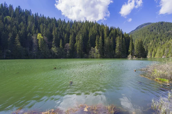 Zielone Jezioro Faktycznie Nazwie Red Lake Rumunia Niektóre Martwe Drzewa — Zdjęcie stockowe