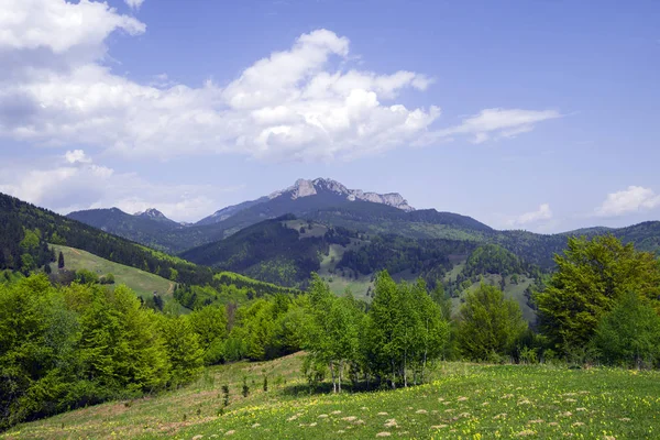 Zelený Les Panorama Kamenité Horské Ceahlau Modrá Obloha — Stock fotografie