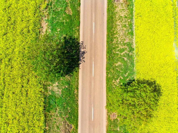 Droga Między Polem Żółty Rzepak Powyżej Widoku — Zdjęcie stockowe